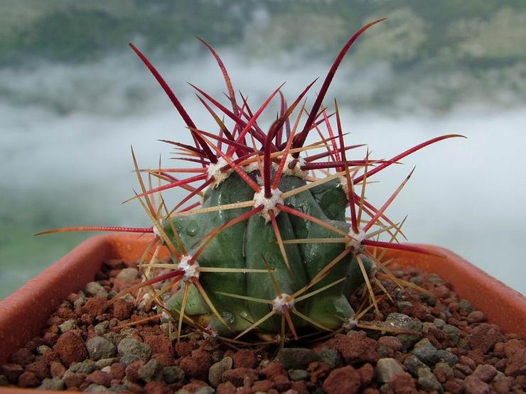 Ferocactus rectiligne