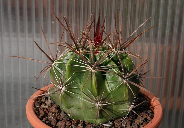 Ferocactus puissant