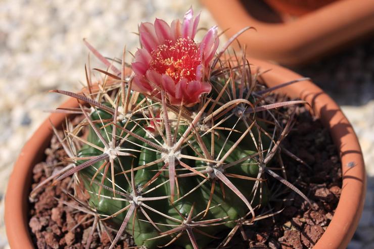 Terreau de plantation Ferocactus