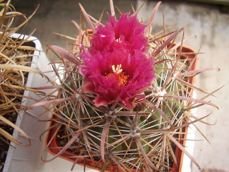 Soins Ferocactus à domicile