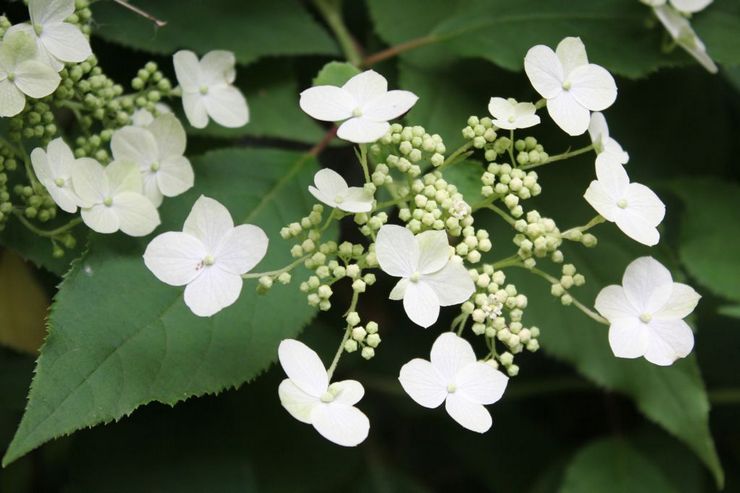 Couvre-sol hortensia