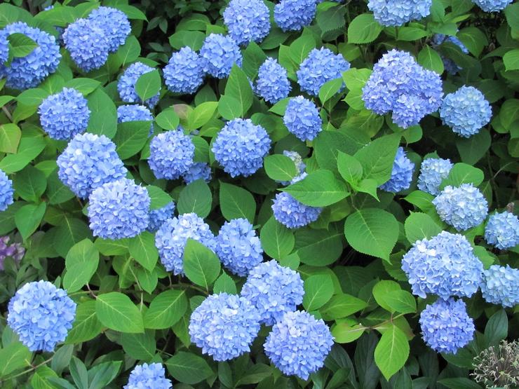 Hortensia à grandes feuilles