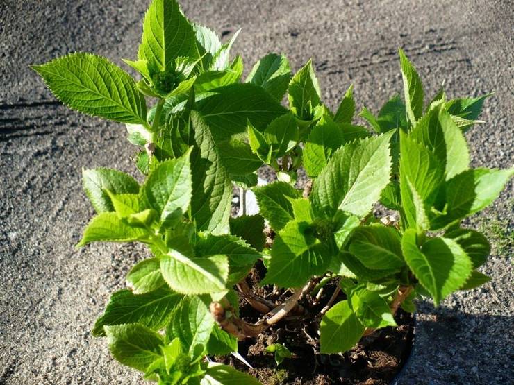 Planter des plants d'hortensias