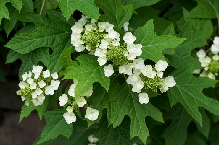 Feuille de chêne hortensia