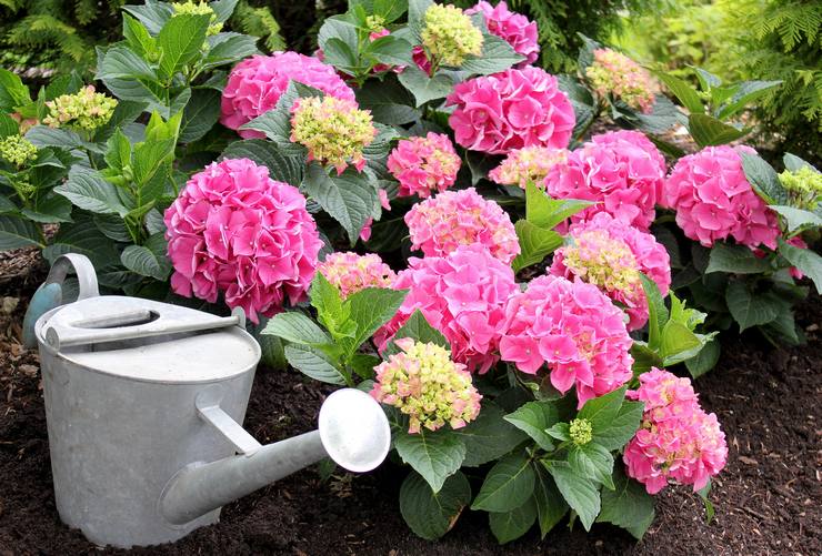 Soin des hortensias dans le jardin