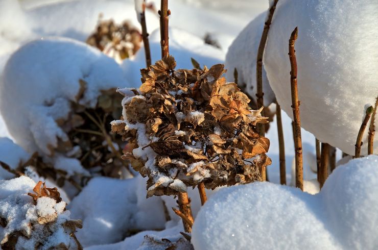 Hortensia en hiver