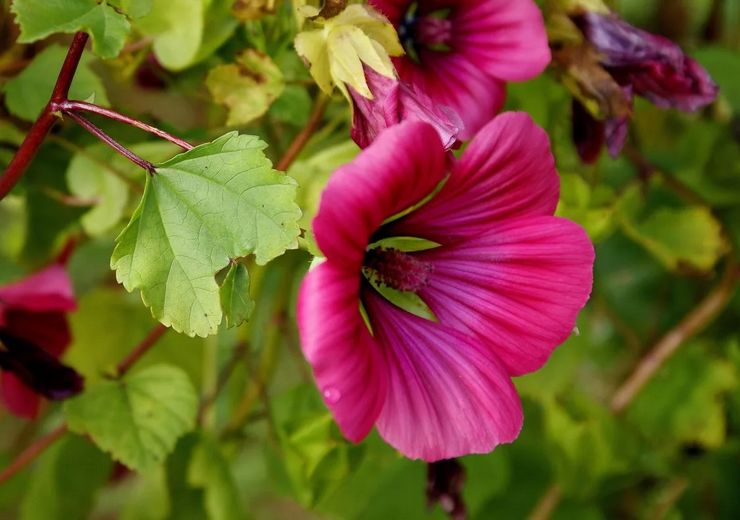 Malopa Purpurea