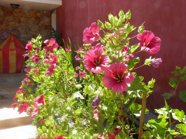 Prendre soin d'un garçon dans le jardin