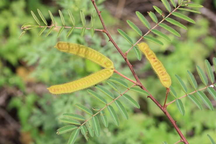 Mimosa paresseux