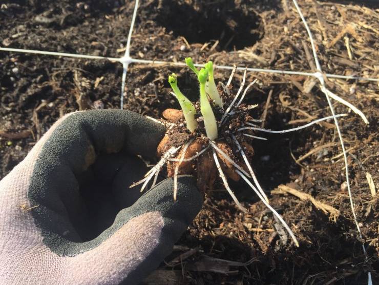 Quand les tubercules de renoncule sont plantés