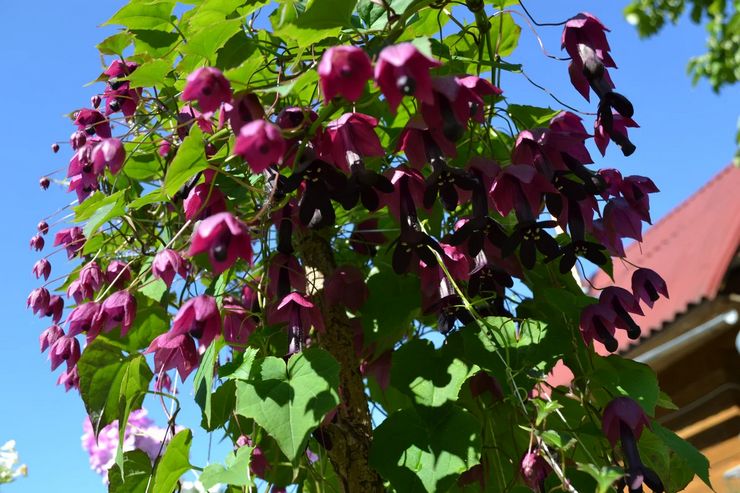 Rhodochiton dans l'aménagement paysager