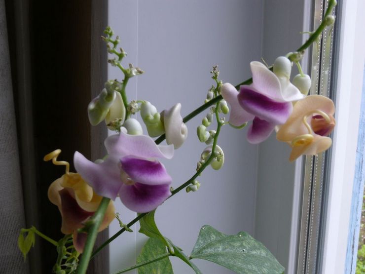 Prendre soin de la fleur de niébé Caracalla