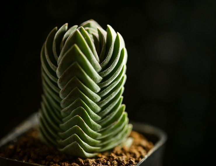 Crassula "Temple de Bouddha"