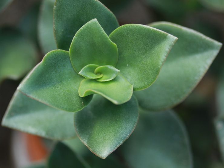 Crassula laktea