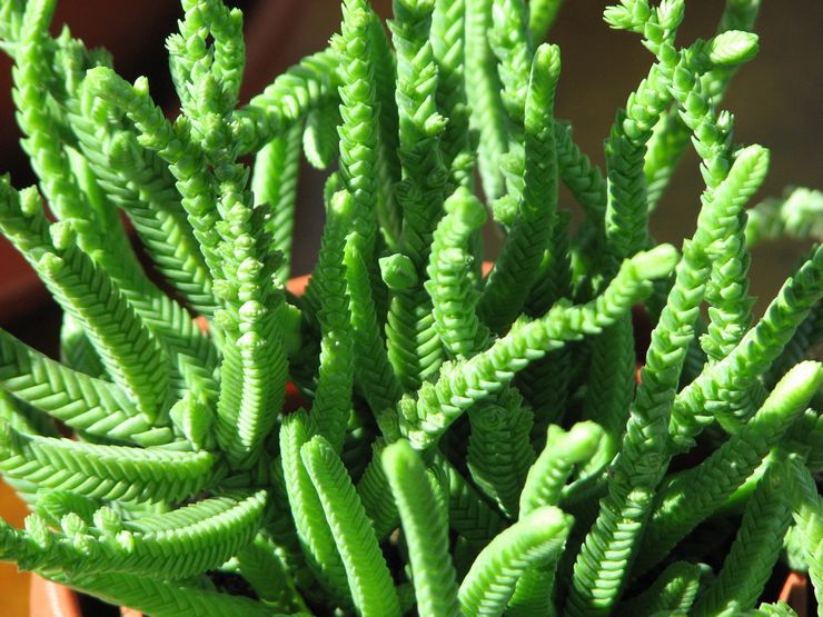 Crassula lymphoïde