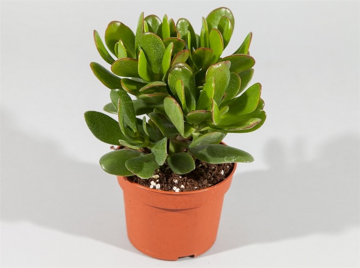 Description de Crassula