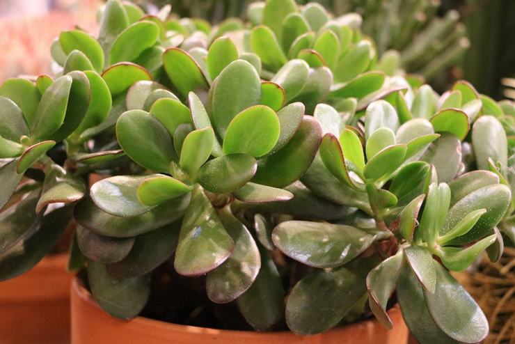 Crassula ovale (Crassula ovata), ou ovoïde