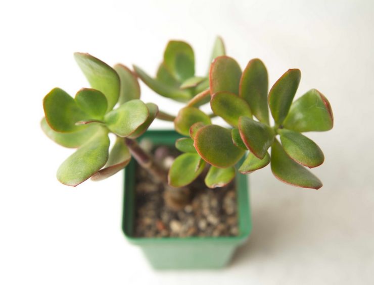 Greffe de Crassula