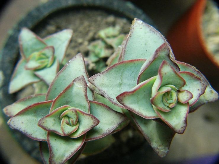 Perforateur Crassula