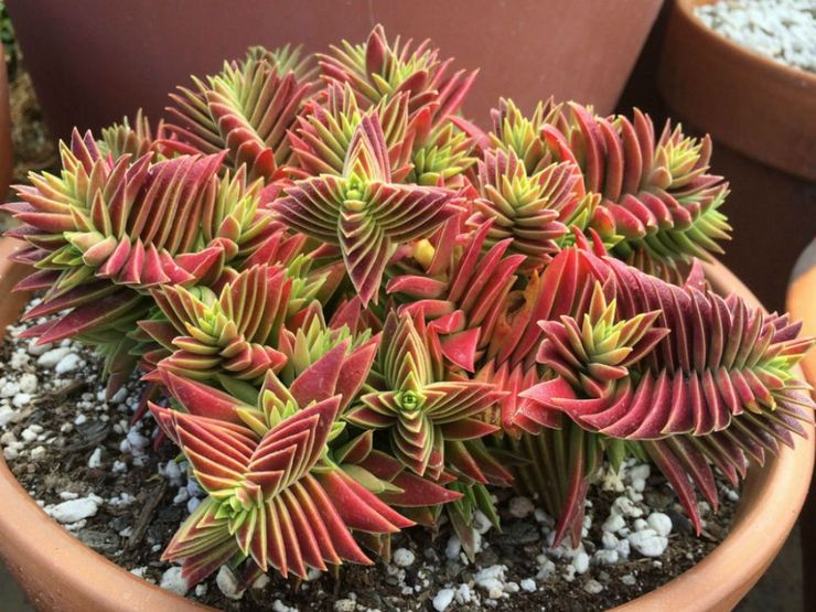 Point de Crassula