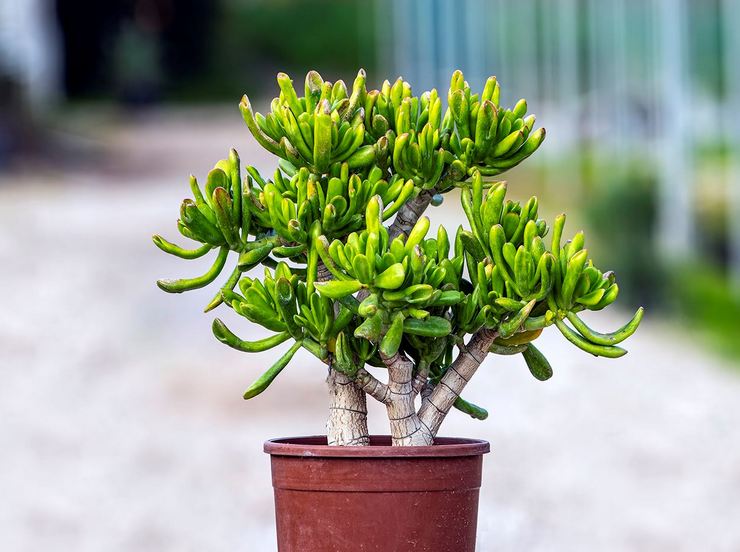 Pourpier Crassula