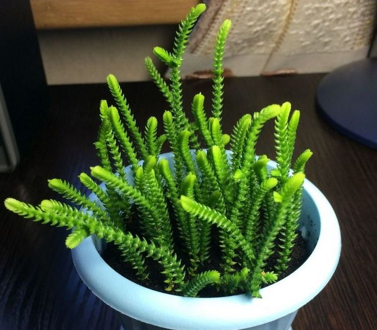 Crassula pseudo-huppé