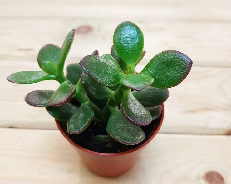 Méthodes d'élevage Crassula