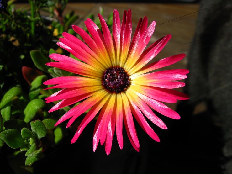 Marguerite Dorotheanthus