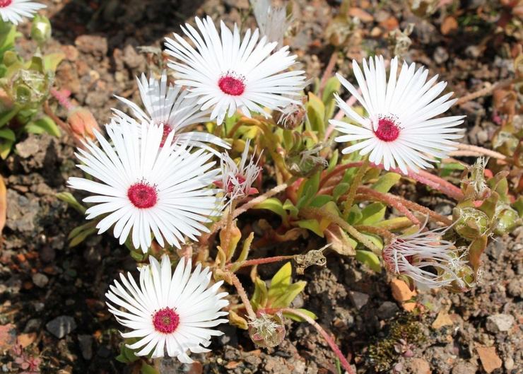 Dorotheanthus ocellaire