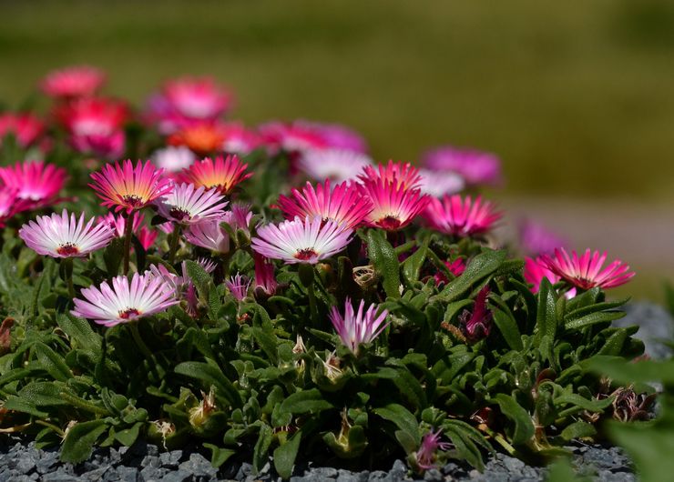 Cultiver dorotheanthus dans le jardin