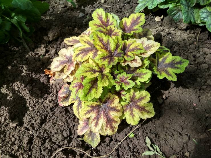 Planter Heycherella en pleine terre