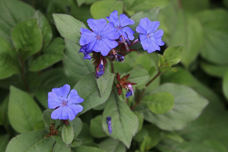 Plomb Ceratostigma (plumbagoïde)