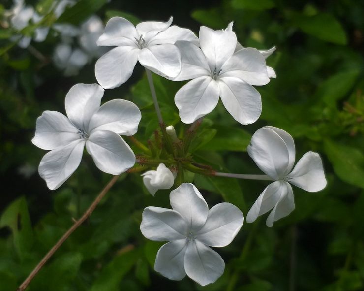 Ceratostigma auriculaire