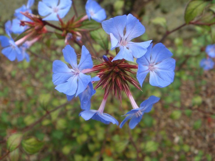 Ceratostigma petit (moins)