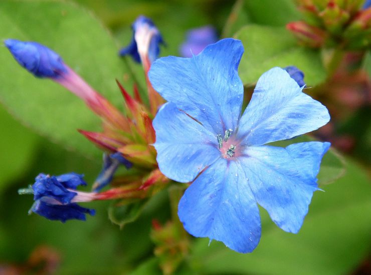 Ceratostigma