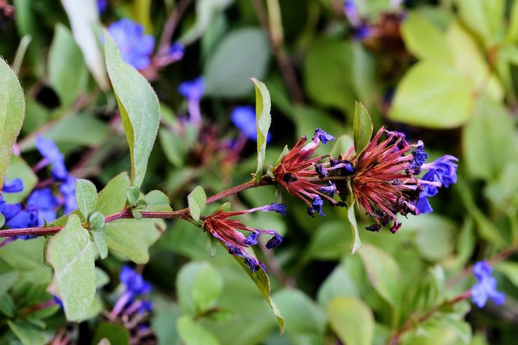 Méthodes d'élevage du ceratostigma