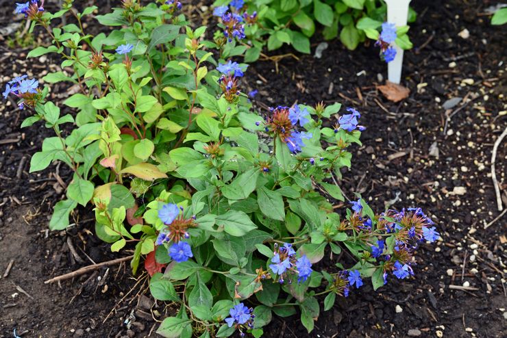 Règles pour la culture du ceratostigma