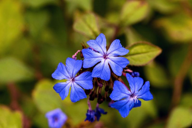 Ceratostigma de Wilmott (chinois)