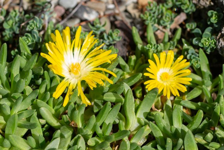 Delosperma tordu