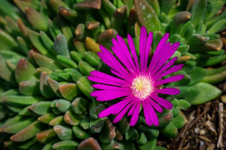 Delosperma Cooper