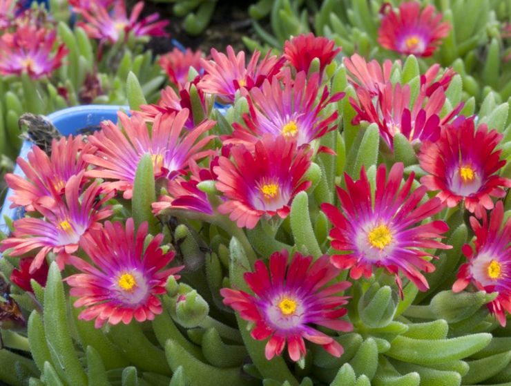 Delosperma Pearl