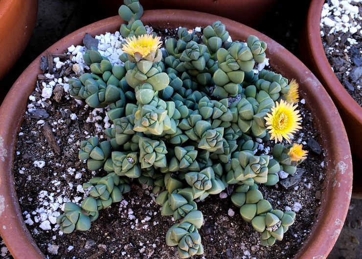 Delosperma Lehman