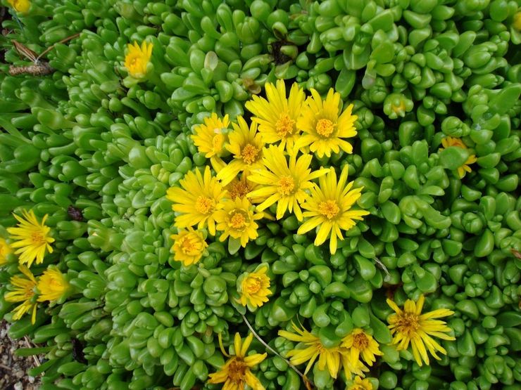 Delosperma Nuageux