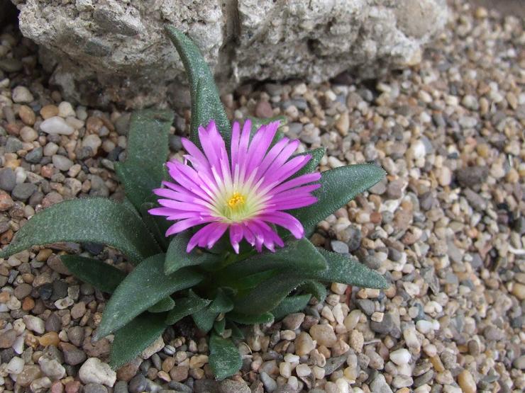 Sol pour la delosperma