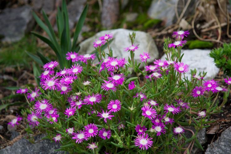 Planter du delosperme en pleine terre