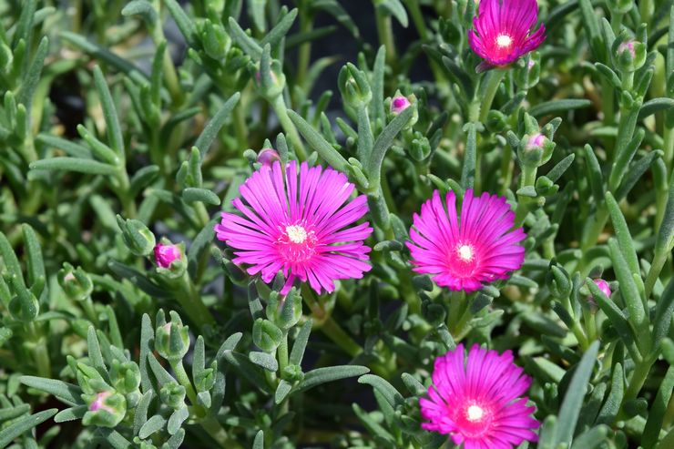 Delosperma