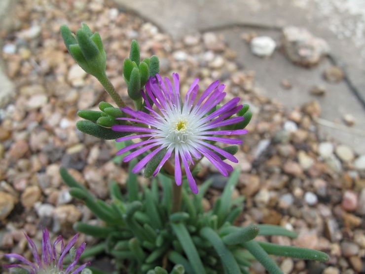 Delosperma "Stardust