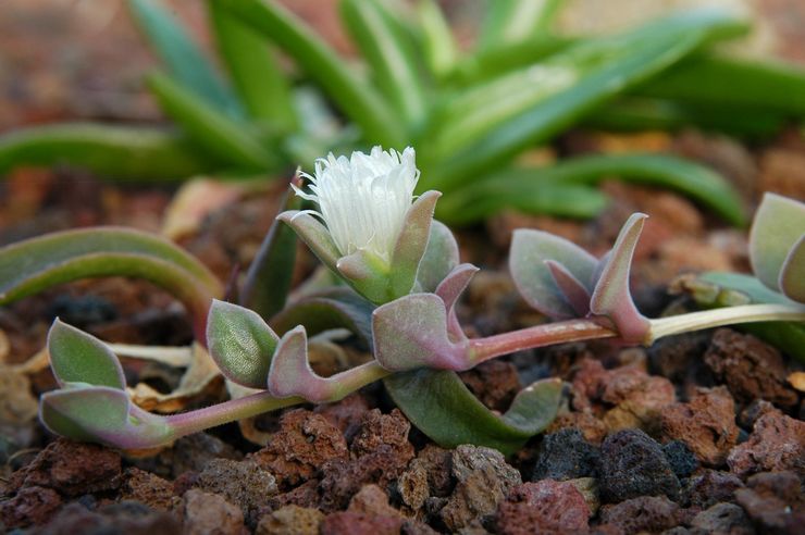 Delosperma Tradiscanaceous