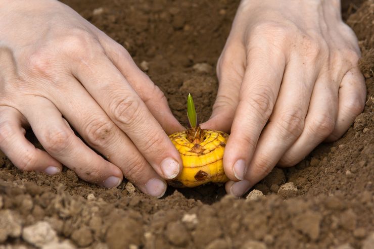 Planter des glaïeuls en pleine terre