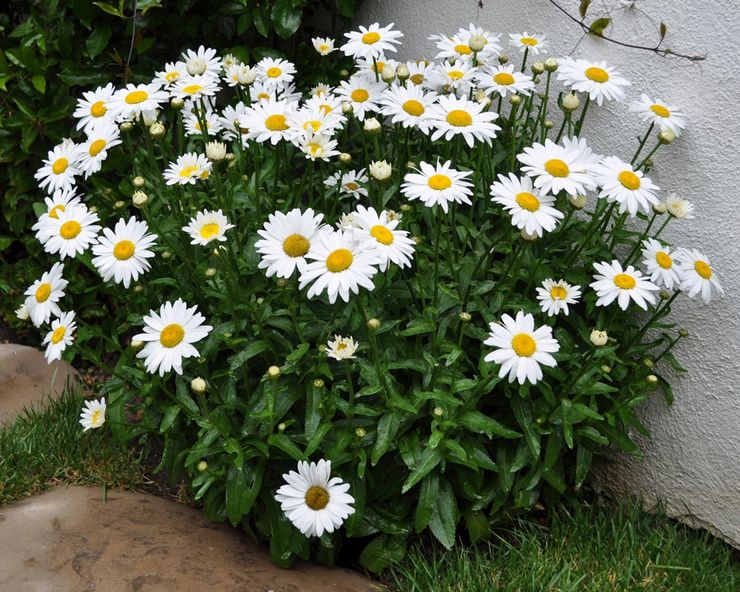 Planter une marguerite en plein champ